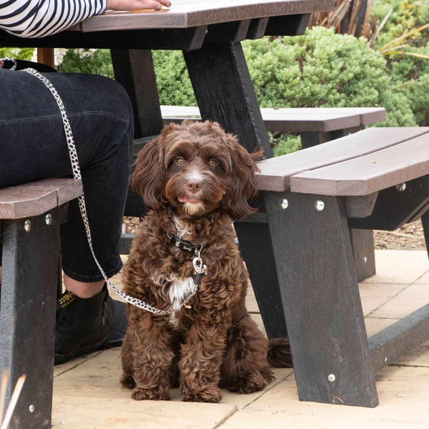 Your local dog friendly pub in Droitwich